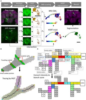 NeuroRetriever: Automatic Neuron Segmentation for Connectome Assembly